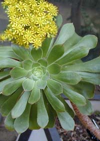 Aeonium lindleyi